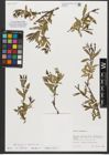Foto von Salix triandra subsp. triandra L.